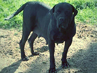 black cane corso